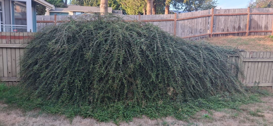 huge overgrown brush ready to be removed and junked and taken to the dumpster